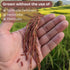 2 LB Organic Thai Red Jasmine Rice - Gluten Free - Preservative Free - Small Lot Farmed from Thailand