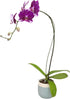 5" 22"+ Large Purple Live Orchids Blooming in Blue & White Orchid Pot, Pet Friendly Live Plant Gifts for Plant Lovers