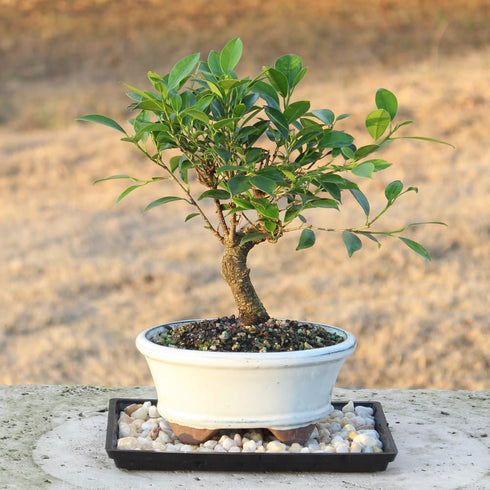 7 8-16 Inches Brussel's Bonsai - Live Golden Gate Ficus Bonsai Tree with Ceramic Bonsai Pot & Humidity Tray, Indoor