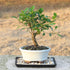 7 8-16 Inches Brussel's Bonsai - Live Golden Gate Ficus Bonsai Tree with Ceramic Bonsai Pot & Humidity Tray, Indoor