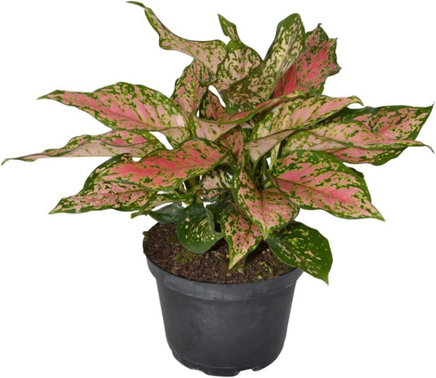 6 Inch 3-Pack Live Aglaonema Chinese Evergreen, Lucky Plant Growers Choice of Ruby Ray, Lady Valentine, or Lucky Red