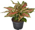 6 Inch 3-Pack Live Aglaonema Chinese Evergreen, Lucky Plant Growers Choice of Ruby Ray, Lady Valentine, or Lucky Red