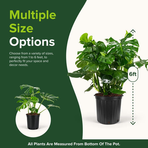 Monstera Deliciosa Swiss Cheese Plant - Tropical Indoor Houseplant, Exotic Air Purifying, Low Maintenance, Ideal