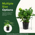 Monstera Deliciosa Swiss Cheese Plant - Tropical Indoor Houseplant, Exotic Air Purifying, Low Maintenance, Ideal