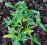 Mini Bonsai Dendrobium Huoshan Mizhu with Purple Sand Pot