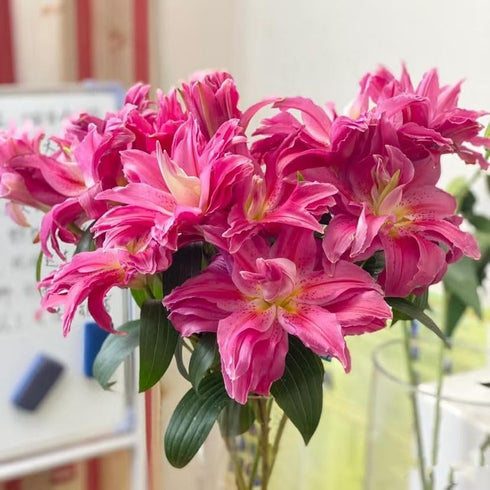 5 Stems Fresh Cut Double Lilies Long Lasting Fragrance Suitable for Hydroponic Flower Arrangements Shipped in Fresh Bud