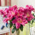 5 Stems Fresh Cut Double Lilies Long Lasting Fragrance Suitable for Hydroponic Flower Arrangements Shipped in Fresh Bud