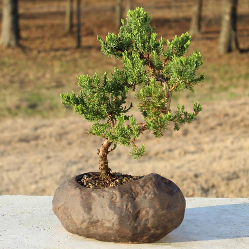 5 6 10 Inches Brussel's Bonsai Live Green Mound Juniper Bonsai Tree - Medium, Year, to - Outdoor Bonsai Tree Live