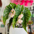 Set 3 4 8 Begonias Live Plants, Angel Wing Begonia Maculata Polka Dot, No Pot, Starter to Inc Tall, Indoor Outdoor
