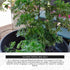 6'' California Tropicals Ming Aralia Live Bonsai Tree - Unique and Easy to Grow Houseplant for Hobbies, Desk, Interior