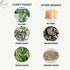 Leaves-100% Dried-20-25 CurryForest Premium Dried Curry Natural, Pesticide-Free Whole Leaves, USA Grown, Air g