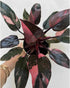 Generic 4 Inch Philodendron Black Cherry Pink Princess, Indoor Plant, Variegated Leaves, Black-Pink-Cherry Colors