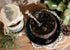 Generic 480g/ 16.93 oz Pack 2 Pine Cone Jam Preserves with Baby Pine Cones by Samsonov and Partners