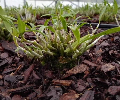 Mini Bonsai Dendrobium Huoshan Mizhu with Purple Sand Pot
