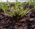 Mini Bonsai Dendrobium Huoshan Mizhu with Purple Sand Pot