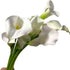 10 White Calla Lilies Fresh Cut Flower Los Angeles Flower Market Birthdays Anniversaries Friendship and Love Gifts