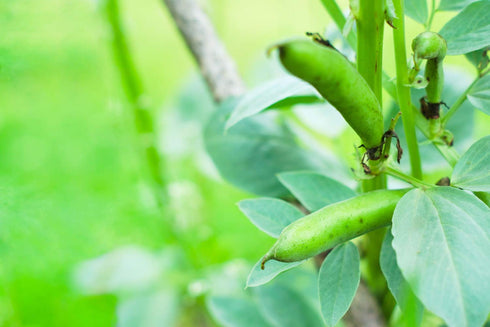 5 Food to Live Organic Small Red Chili Beans, Pounds - Non-GMO, Kosher, Vegan, Dry, Raw, Sproutable, Non-Irradiated