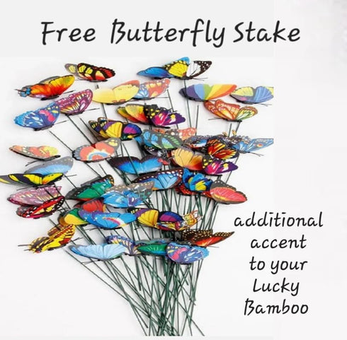 Generic 5 4 inches Lucky Bamboo Plants with Butterfly Stake, Gift, Perennial Indoor, Bring Positive Energy to Your Home