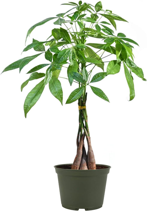 American Plant Exchange Live Money Tree Bonsai 6-Inch Pot Cover Braided Trunk