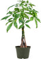 American Plant Exchange Live Money Tree Bonsai 6-Inch Pot Cover Braided Trunk
