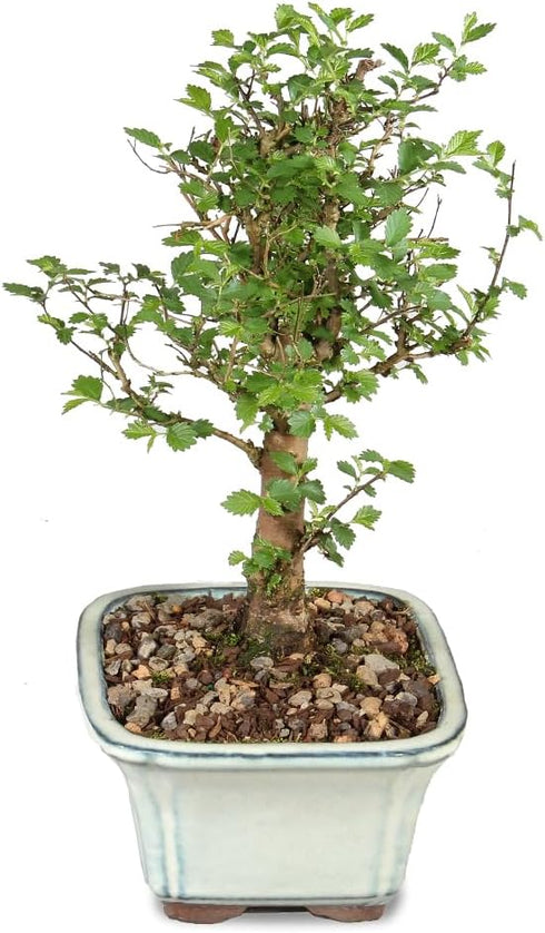 5 6 8 inches Brussel's Bonsai Live Chinese Elm Bonsai Tree, Outdoor - Small, Years Old, to Tall - Includes Decorative