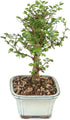5 6 8 inches Brussel's Bonsai Live Chinese Elm Bonsai Tree, Outdoor - Small, Years Old, to Tall - Includes Decorative