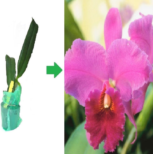 Discount Hawaiian Gifts 1 4 6 Inches 2.5 Inch Hawaiian Pink Cattleya Orchid Starter Plants PK - Tall, Rooted in No