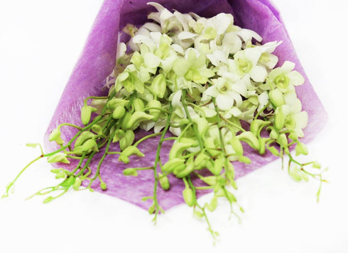 10 eflowerwholesale - Premium Cut Orchids (White stems Orchids) Gift for Graduation, Birthday, Sympathy, Anniversary