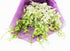10 eflowerwholesale - Premium Cut Orchids (White stems Orchids) Gift for Graduation, Birthday, Sympathy, Anniversary
