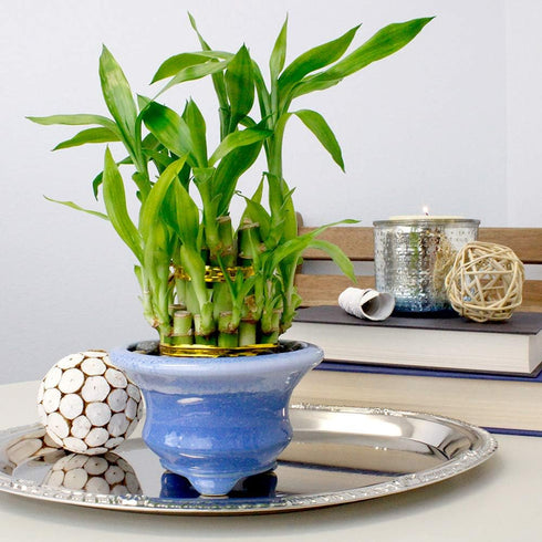 NW Wholesaler - Live Indoor Lucky Bamboo Two Tier Tower, Indoor House Plant, Bamboo Stalks for Good Luck, Fortune, Feng