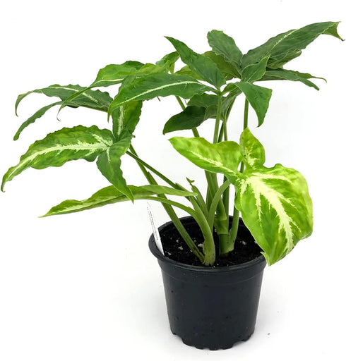 4 Inch Syngonium Black Velvet - Live Plant in a Pot - Syngonium Wendlandii - Stunning Houseplant with Unique Foliage