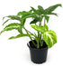 4 Inch Syngonium Black Velvet - Live Plant in a Pot - Syngonium Wendlandii - Stunning Houseplant with Unique Foliage