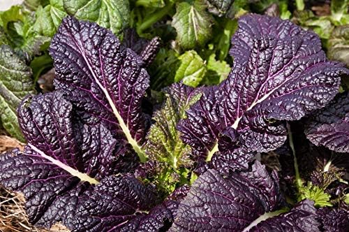 Osaka Purple Mustard Green Seeds - 50 Count Seed Pack - Non-GMO
