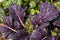 Osaka Purple Mustard Green Seeds - 50 Count Seed Pack - Non-GMO