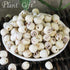 Plant Gift 100% 100G/3.25oz Pure Lotus Seed Powder Lotus Seed Flour, for Drinks, Adds Flavor and Taste Non-GMO Powder