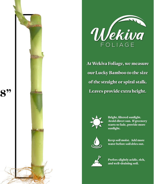 5-Pack 8 Inch Lucky Indoor Bamboo - Live Plants - Ships Bare Root - of Straight Stalks - Air Purifying Feng-Shui Zen