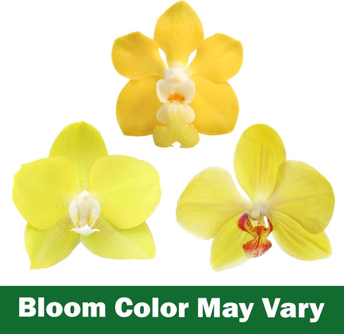 3.5" 16" Premium Yellow Live Orchid Plant Blooming in Blue & White Orchid Pot, Live Plants, Houseplant Gifts, Approx.
