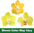 3.5" 16" Premium Yellow Live Orchid Plant Blooming in Blue & White Orchid Pot, Live Plants, Houseplant Gifts, Approx.
