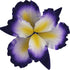 1 Count Global Sugar Art Dutch Iris Sugar Cake Flowers, Purple with Yellow Center by Chef Alan Tetreault