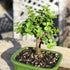 3 5-8 Inches Brussel's Bonsai - Live Dwarf Jade Bonsai Tree in a Ceramic Bonsai Pot, Indoor Succulent Houseplant, Years