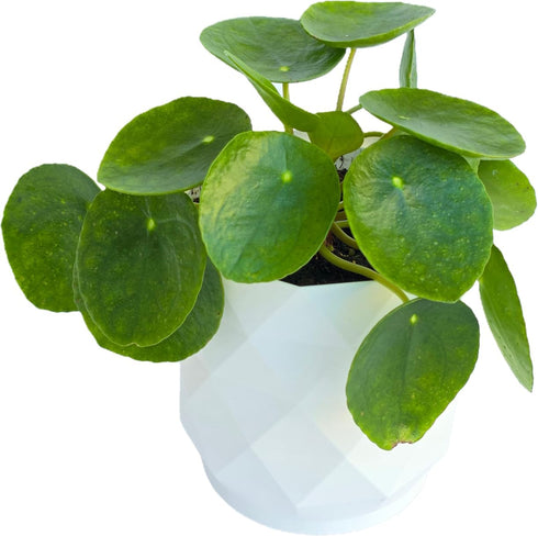 Chinese Money Plant Live (Pilea Peperomioides) in White Geometric Self-Watering Planter, Modern Indoor Houseplant