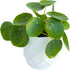 Chinese Money Plant Live (Pilea Peperomioides) in White Geometric Self-Watering Planter, Modern Indoor Houseplant