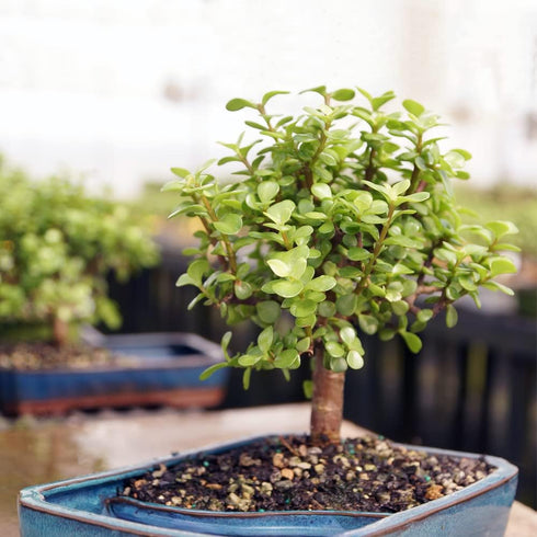 4 8 12 Inches Brussel's Bonsai Live Dwarf Jade Bonsai Tree, Indoor - Medium, Years Old, to Tall - Decorative Water