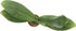 4'' Surprise Color Orchid Plant Phalaenopsis - from California Tropicals