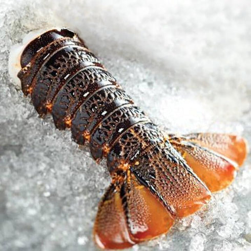 Kolikof Lobster Tail from Tristan Da Cunha