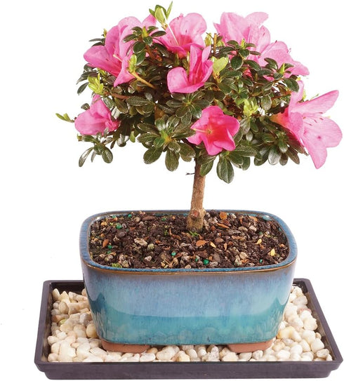 Brussel's Bonsai - Live Satsuki Azalea Bonsai Tree with Bonsai Pot and