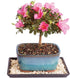 Brussel's Bonsai - Live Satsuki Azalea Bonsai Tree with Bonsai Pot and