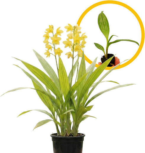 ragnaroc Spathoglottis Mello Yellow 2-4" (Ground Orchid) 1ct Live Plant for Indoor