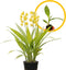 ragnaroc Spathoglottis Mello Yellow 2-4" (Ground Orchid) 1ct Live Plant for Indoor