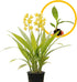 ragnaroc Spathoglottis Mello Yellow 2-4" (Ground Orchid) 1ct Live Plant for Indoor